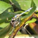Image of Erythrodiplax pallida