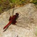 Image of Erythrodiplax ines