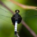 Image of Erythrodiplax unimaculata
