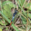 Image of Nesciothemis fitzgeraldi