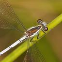 Image of Griseargiolestes griseus
