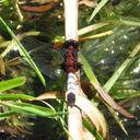 Image of Erythrodiplax abjecta