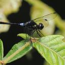 Image of Erythrodiplax parvimaculata