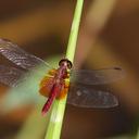 Image of Erythrodiplax ochracea