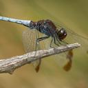 Image of Erythrodiplax atroterminata