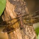 Image of Tetracanthagyna brunnea