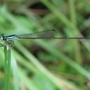 Image of Minagrion mecistogastrum