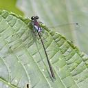 Image of Teinopodagrion croizati