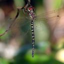 Image of Choristhemis olivei
