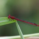 Image of Oxyagrion simile