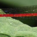 Image of Telebasis garleppi