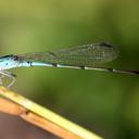 Image of Telebasis obsoleta