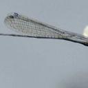 Image of Epipleoneura
