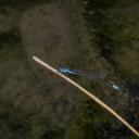 Image of Xiphiagrion