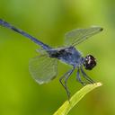 Image of Erythrodiplax berenice