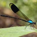 Image of Euphaea impar