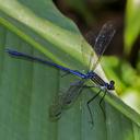 Image of Dicteriadidae