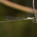 Image of Rhadinosticta simplex