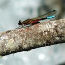 Image of Platycypha inyangae