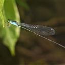 Image of Teinobasis annamaijae