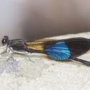 Image of Euphaea subcostalis