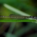 Image of Mortonagrion
