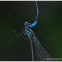 Image of Phylloneura