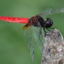 Image of Aethriamanta brevipennis