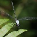Image of Austroargiolestes calcaris