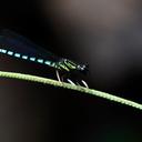 Image of Platycypha lacustris