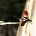 Image of Euphaea inouei