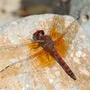 Image of Paltothemis lineatipes
