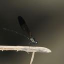 Image of Euphaea modigliani