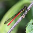 Image of Stenocypha jacksoni