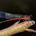 Image of Euphaea dispar