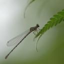 Image of Onychargia