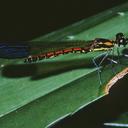 Image of Sundacypha petiolata