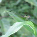 Image of Leptagrion aculeatum
