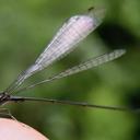 Image of Epipleoneura westfalli