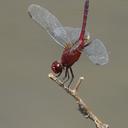Image of Erythrodiplax fusca