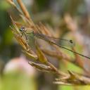 Image of Leptagrion dispar