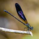 Image of Euphaea aspasia