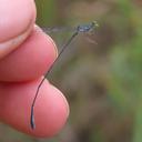 Image of Epipleoneura spatulata