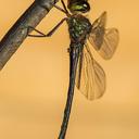 Image of Neocordulia