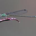 Image of Leptagrion elongatum