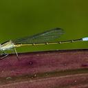 Image of Leptagrion capixabae