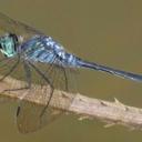 Image of Oligoclada walkeri