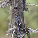 Image of Aeshna septentrionalis