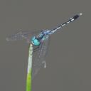 Image of Micrathyria spuria