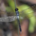 Image of Hadrothemis infesta